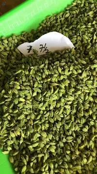 Cardamom