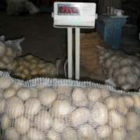 Potatoes