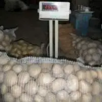 Potatoes