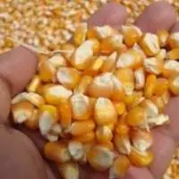 Yellow Maize Corn