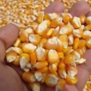 Yellow Maize Corn