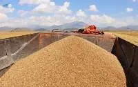 Wheat