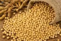 Premium Grade Non-GMO or GMO Soybean