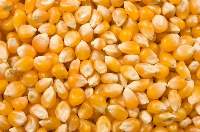 Premium Quality Feed Grade Yellow Corn