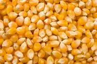 Premium Quality Feed Grade Yellow Corn
