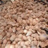 Semi Husked Coconut
