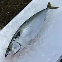 Mackerel Fish  (saba)  - Fruit Fish
