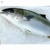 Amberjack Fish ( Hiramasa, Hirasu) - Fruit Fish
