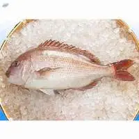 Sea Bream Fish  (tai)  - Fruit Fish