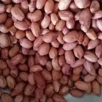Peanuts Java