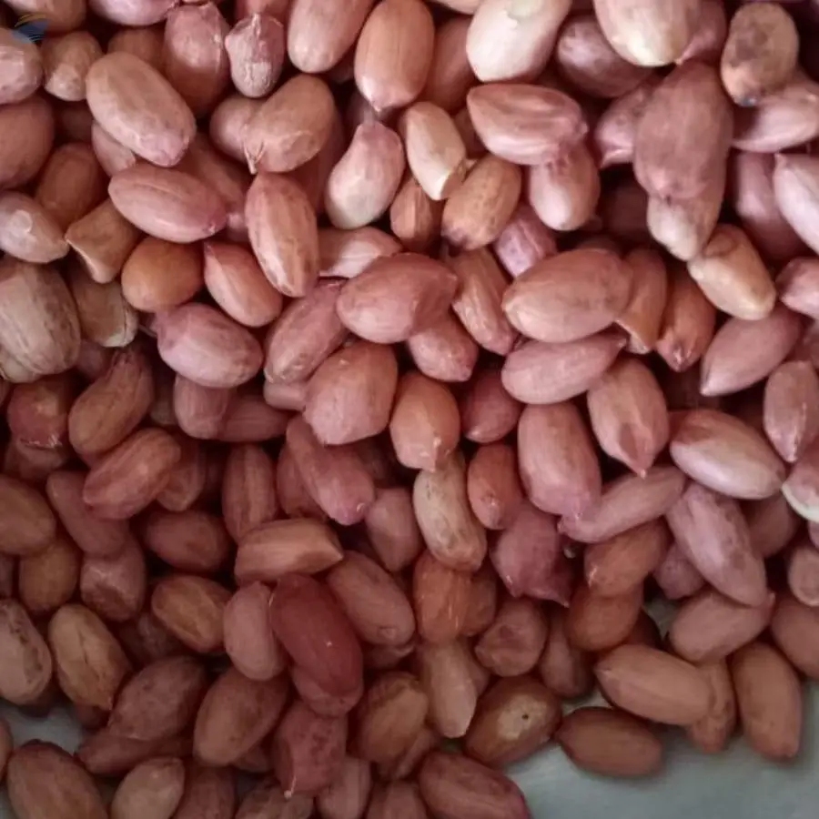 Peanuts Java