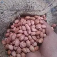 Peanuts Bold