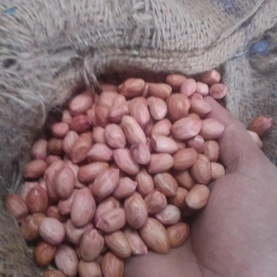Peanuts Bold