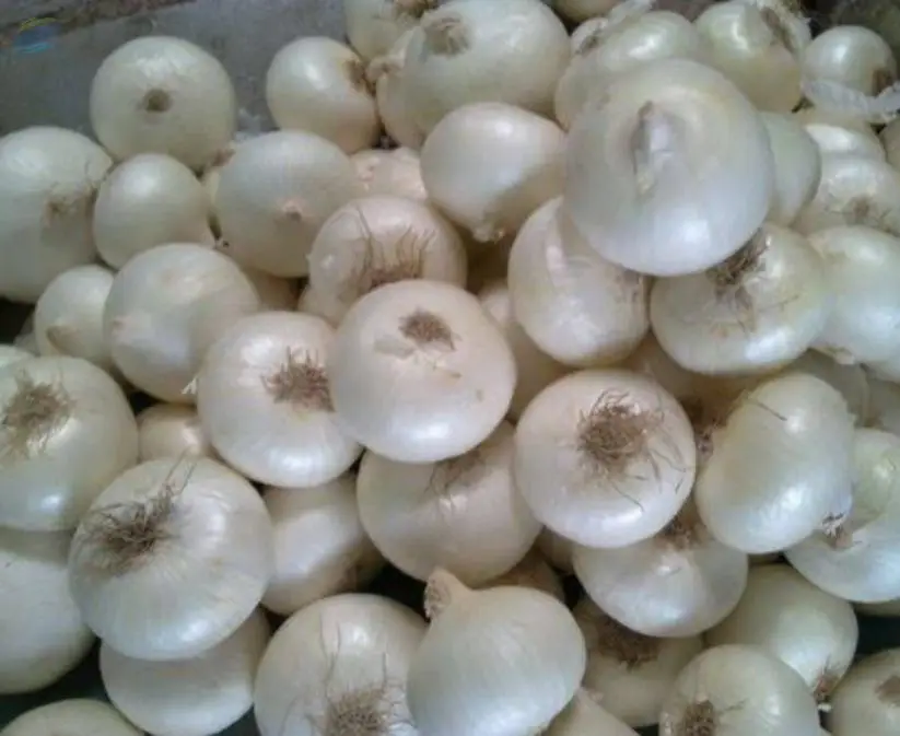 Fresh White Onion