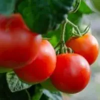 Tomato