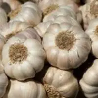 Garlic