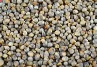 Green Millet