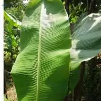 Fresh Banana Leaves