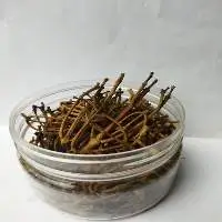 Clove-Stem