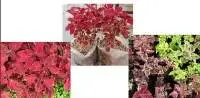 Miana Red Plants