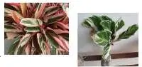 Calathea Tissue Plants