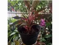 Aglonema Plants