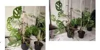 Monstera Plants