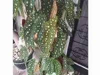 Begonia Plants