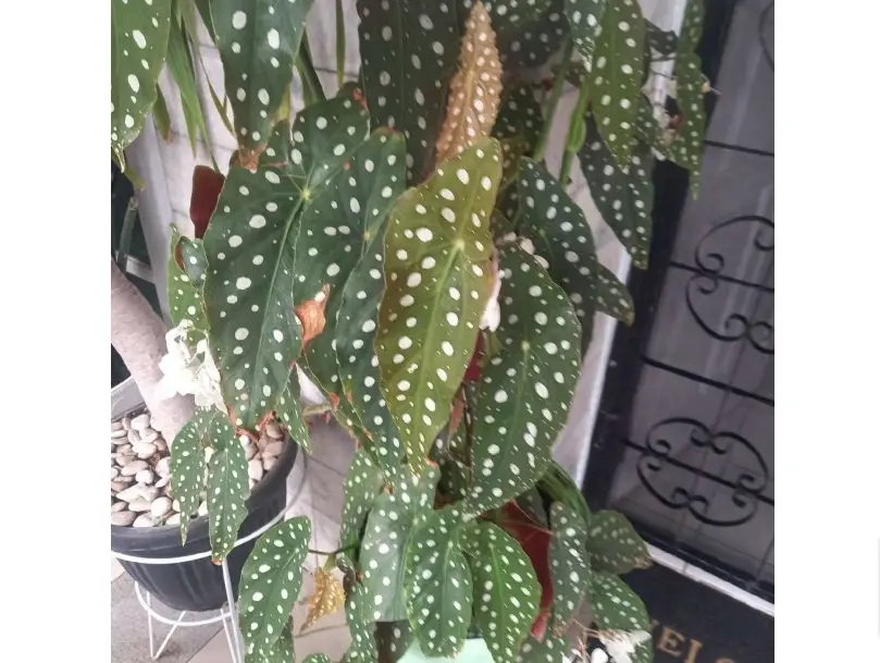 Begonia Plants