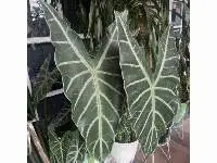 Alocasia Velvet Plants