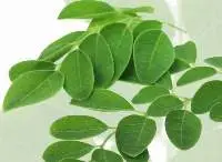 Dried Moringa Olivera Leave