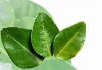 Dried Lime Leave
