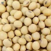 Soybeans
