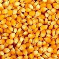 Yellow corn