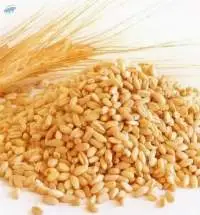 Wheat grains
