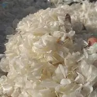 Dried Fish Scale