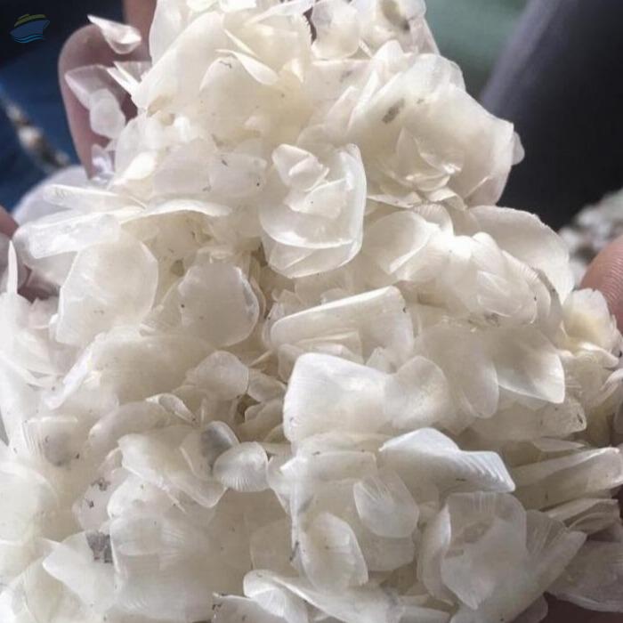 Dried Fish Scale by 99 Gold Data Processing Trading Company Limited