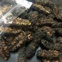 Dried Noni Fruit
