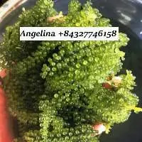 Wholesale Seaweed Grapes Cheap Price