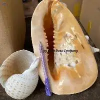 Natural Sea Snail Craft Sea Beach Sea Shell