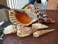 Male/Female Conch Shells