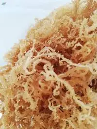 Seamoss Seaweed Irish Moss