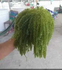 Sea Grapes Lato