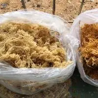 Dried Seaweed