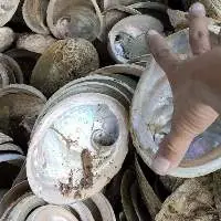 Abalone Shell