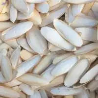 Cuttlefish Bone For Bird Feed