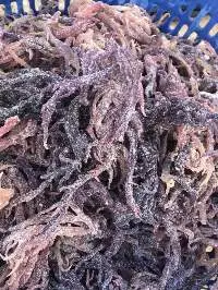 Purple Sea Moss