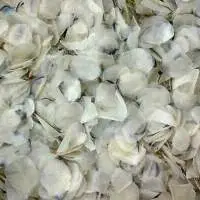 Dried Fish Scale