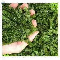 Fresh Sea Grapes