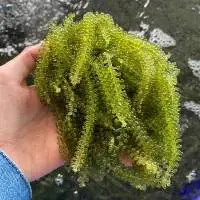 Dried Sea Grapes